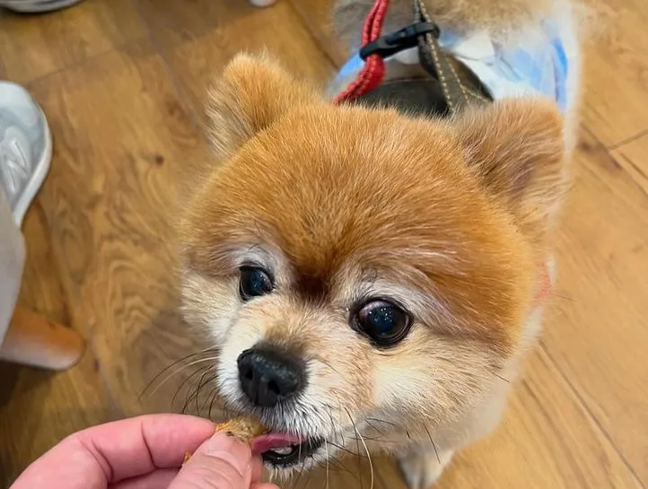 ポメラニアンのチャッピーくん（7歳）です❣️