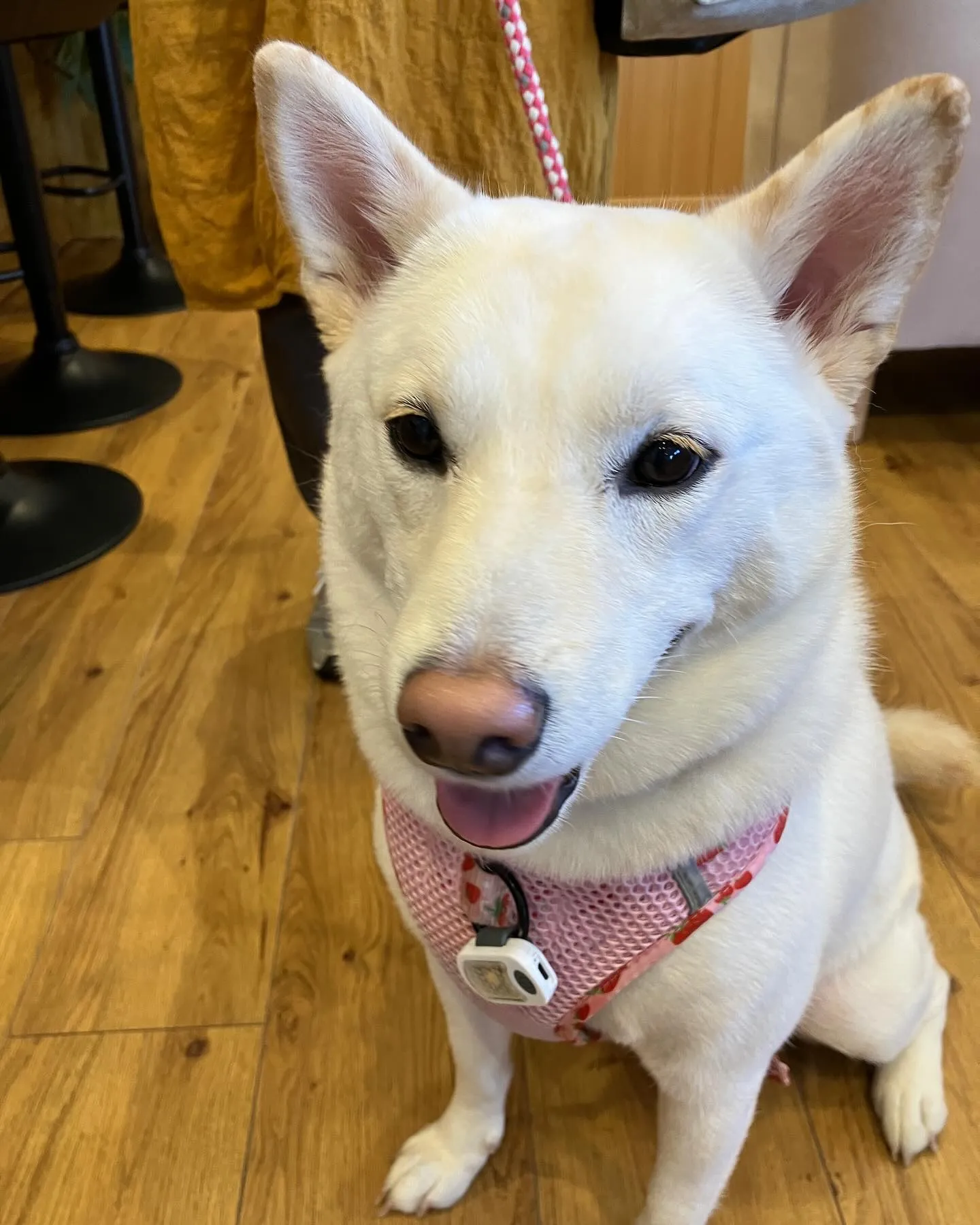 昨日ご来店のヒナちゃんです♪