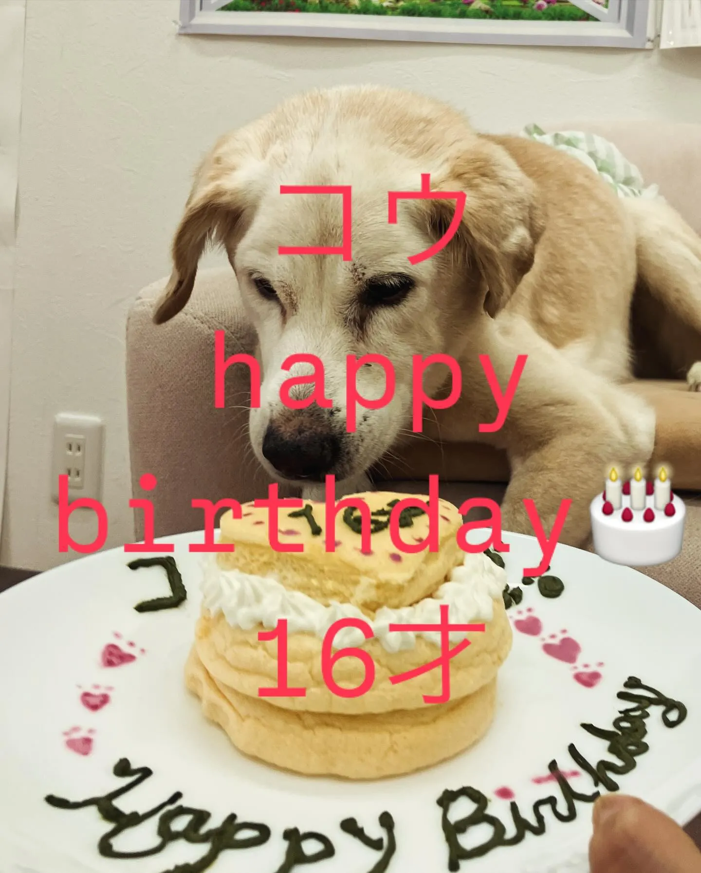 本日わんcafeのコウが16才の誕生日を迎えることができまし...